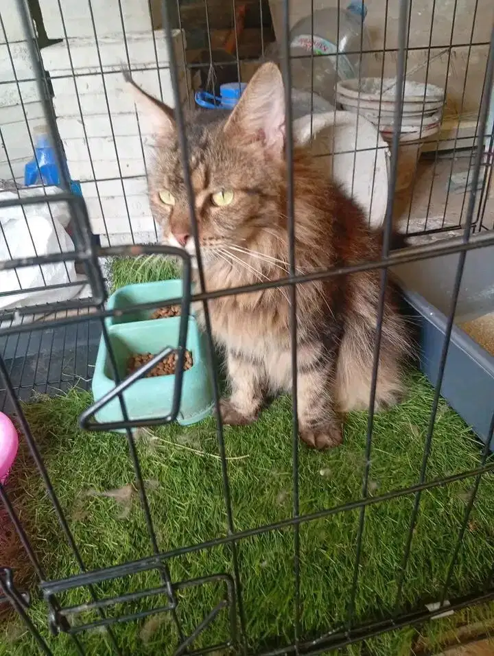 Kucing Maincone