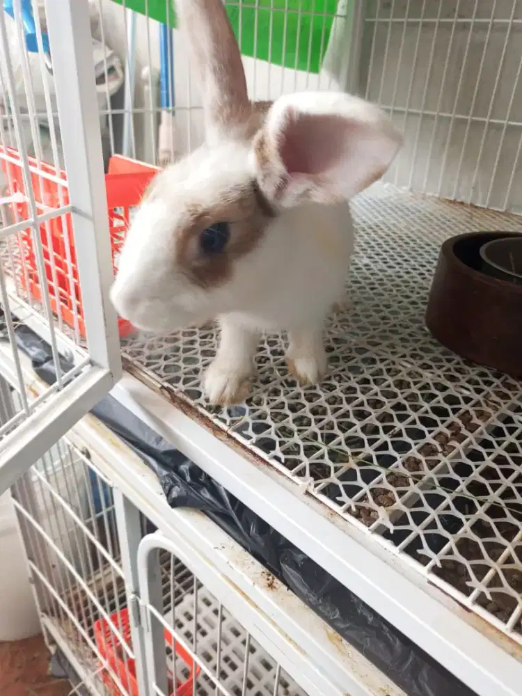 Jual kelinci lokal dan Lop