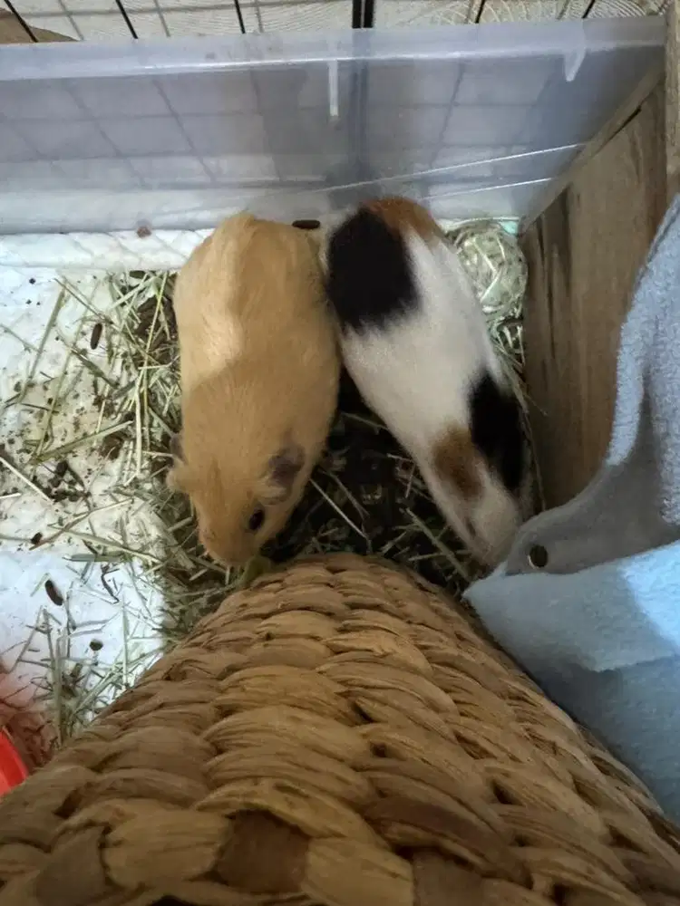 Guinea Pig jenis American dan lokal