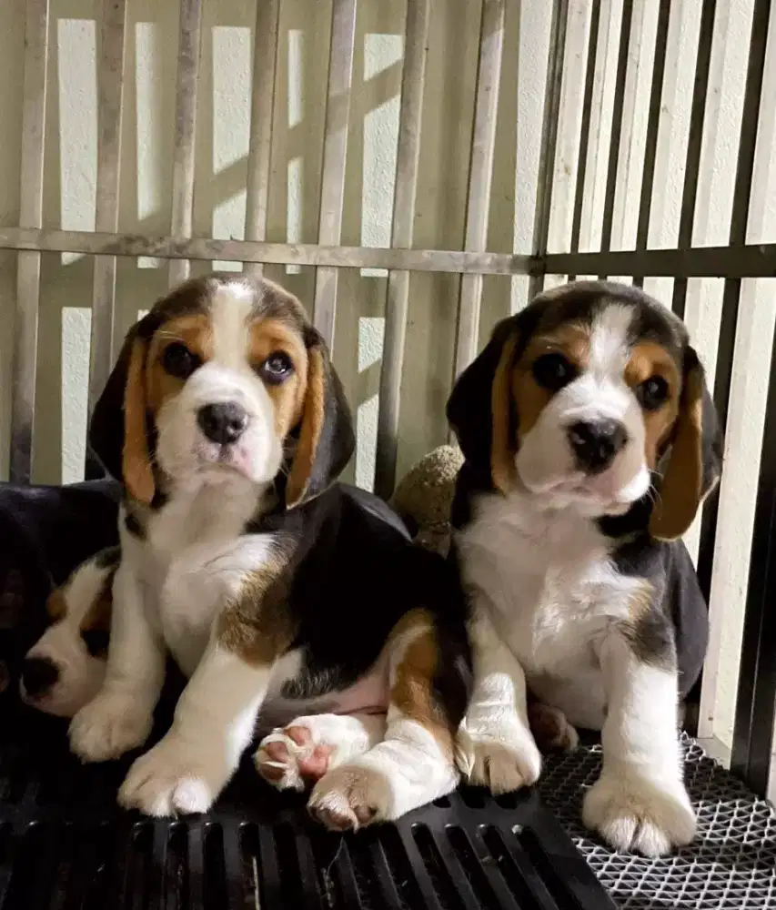 ANJING BEAGLE  PUPPY