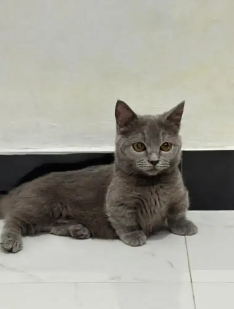Jual kucing bsh muchkin