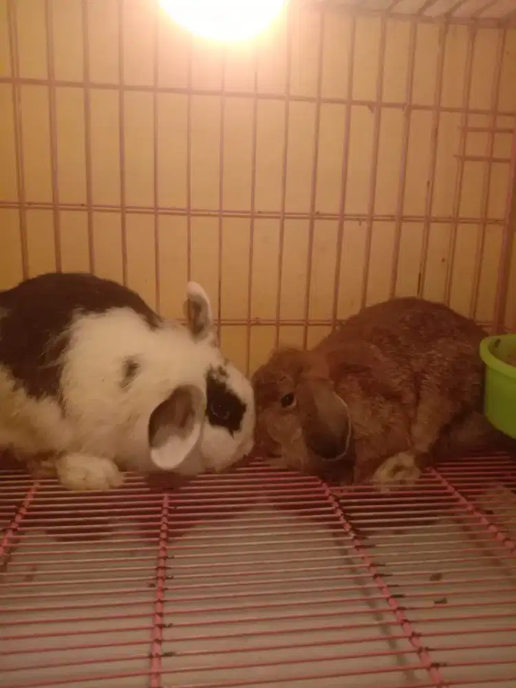 Kelinci Holland beti dan jntn