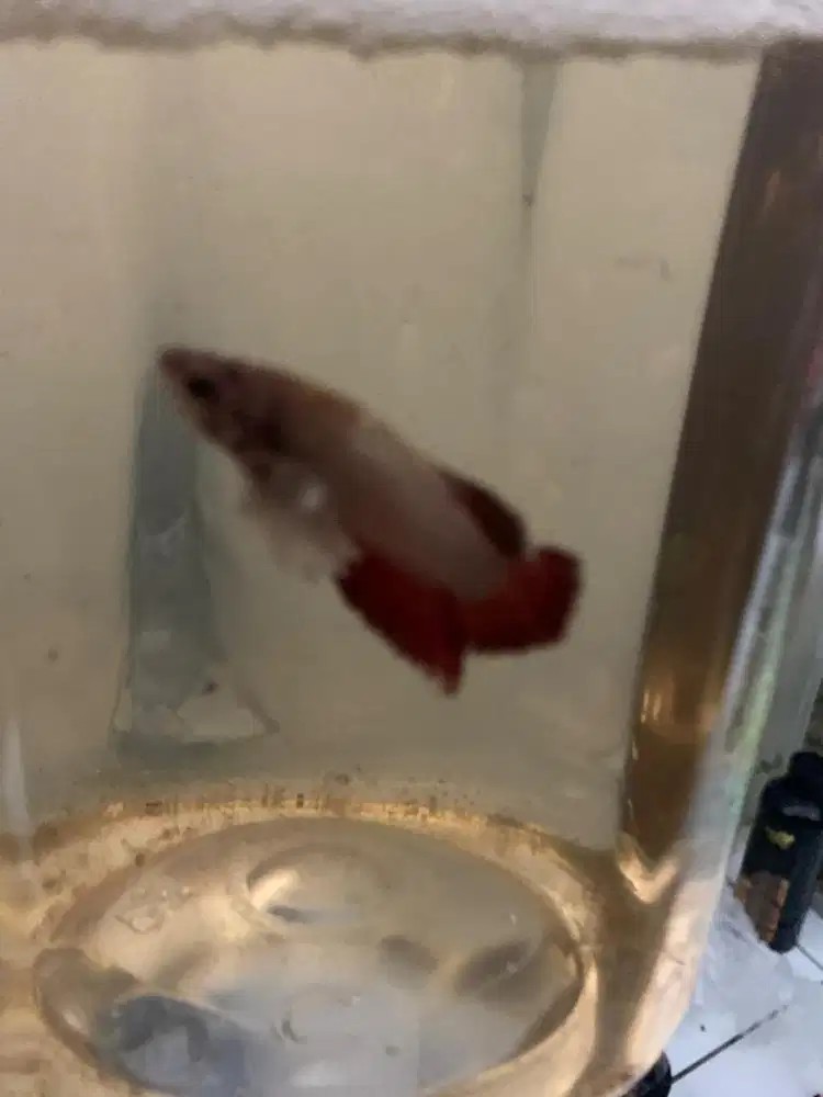 PKDE Plakat dumbo ear male Merah marun
