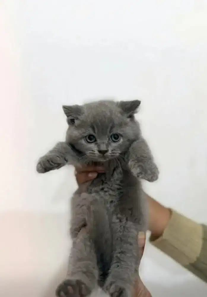Jual kitten bsh abu