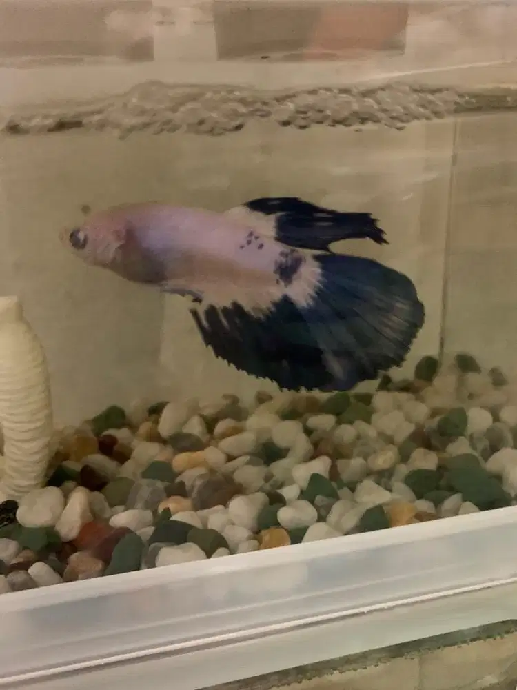 Cupang HM Blue rim male
