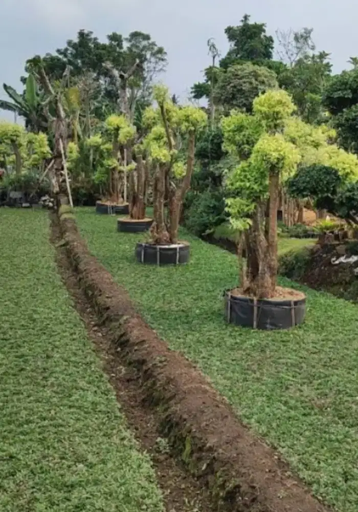 SPESIALIS LANDSCAPE MAKASSAE