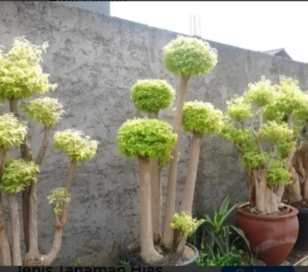 SPESIALIS LANDSCAPE MAKASSAE