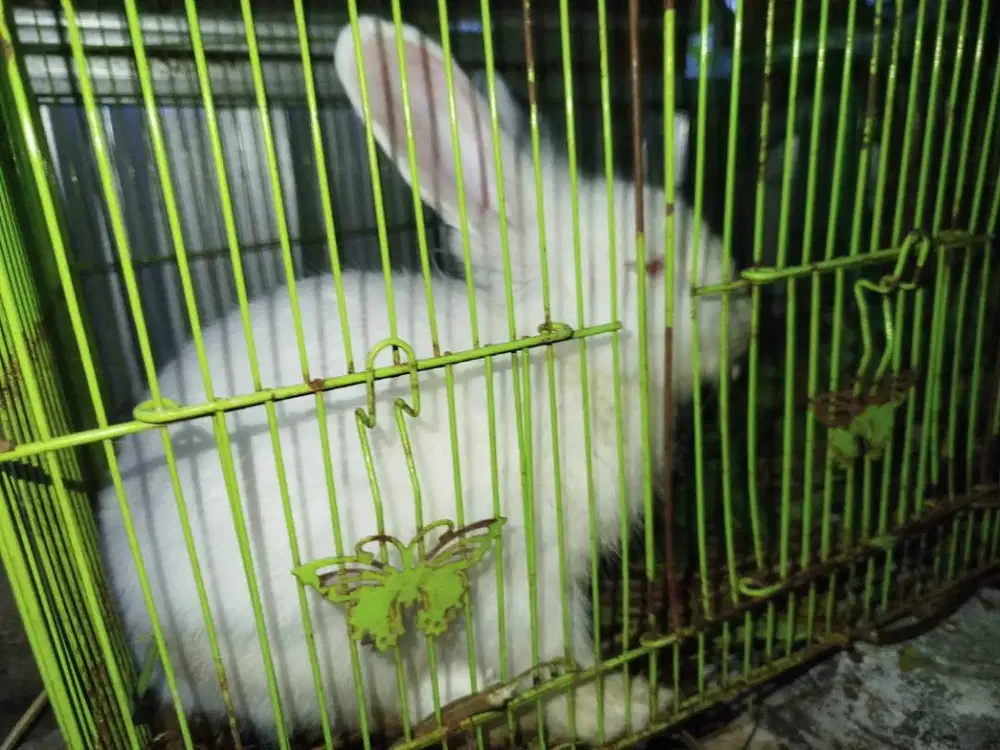 Jual kelinci albino