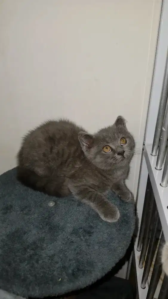 KUCING BSH 3 BULAN BRITISH SHORT HAIR