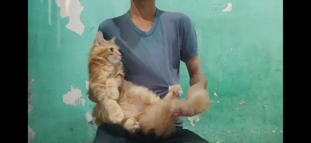 kucing Mainecoon