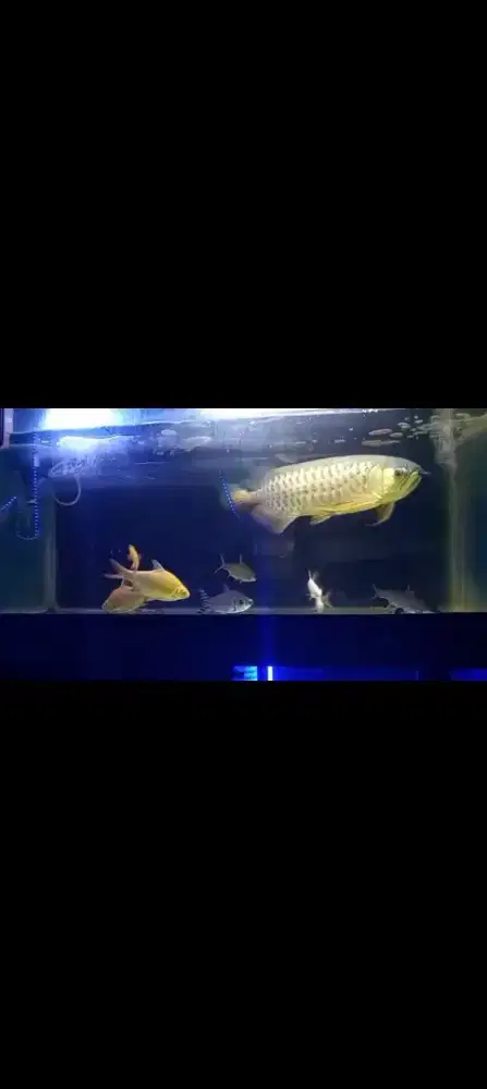 Ikan arwana golden red