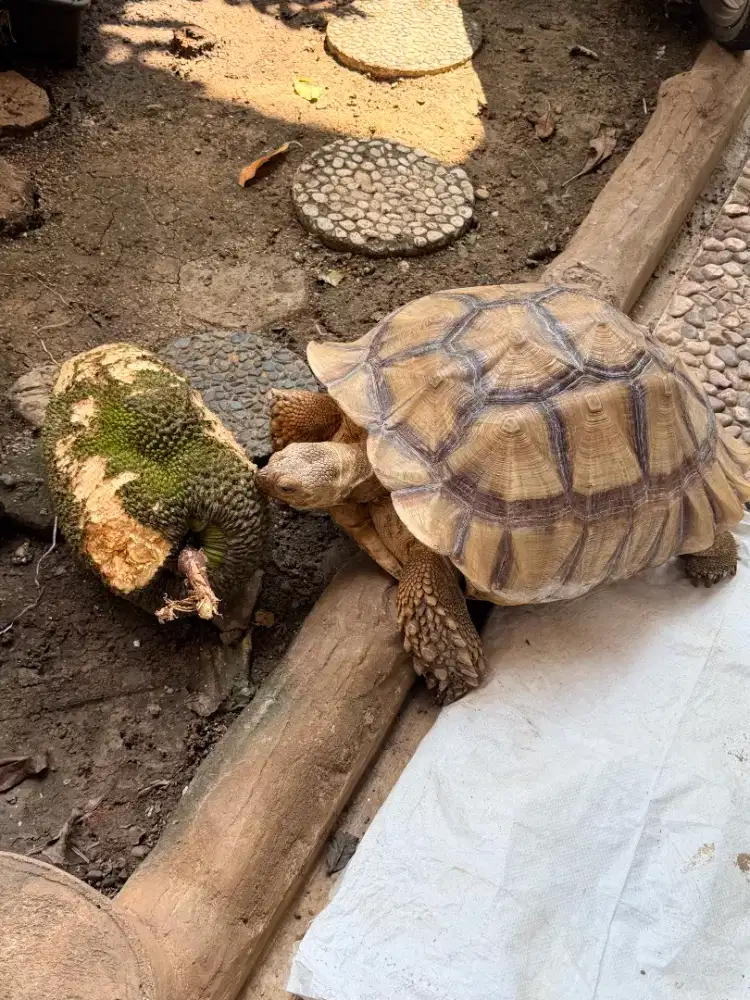 sulcata jumbo 65cm kura kura darat tortoise besar sehat