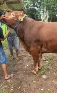 sapi raksasa 950kiloan jumboan super layak sapi qurban terbaik 2026 ok
