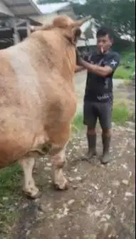 sapi raksasa 950kiloan jumboan super layak sapi qurban terbaik 2026 ok
