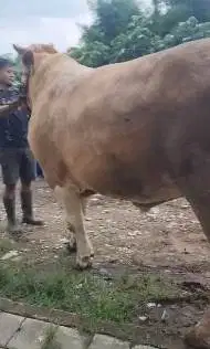 sapi jantan raksasa 950kiloan siap qurban premium 2026 jumboan superan