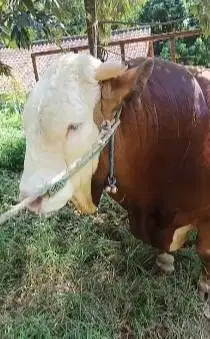sapi jantan raksasa 950kiloan siap qurban premium 2026 jumboan superan