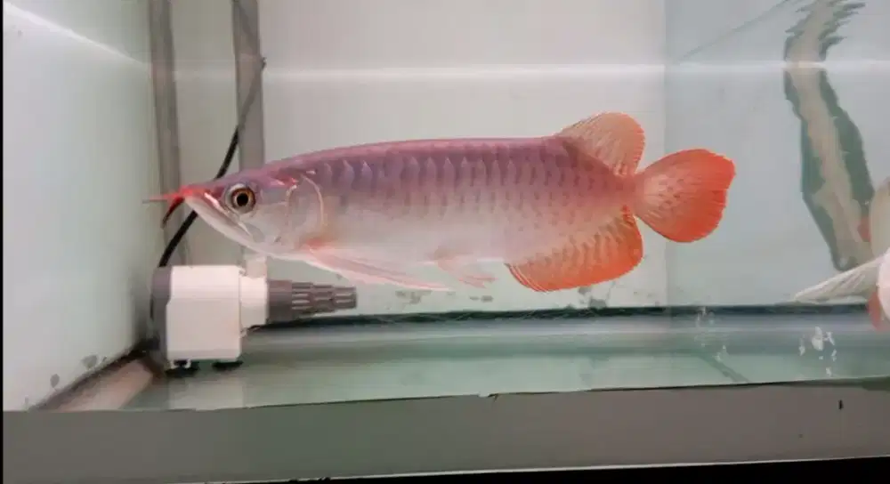 Arwana super red 25cm ITL