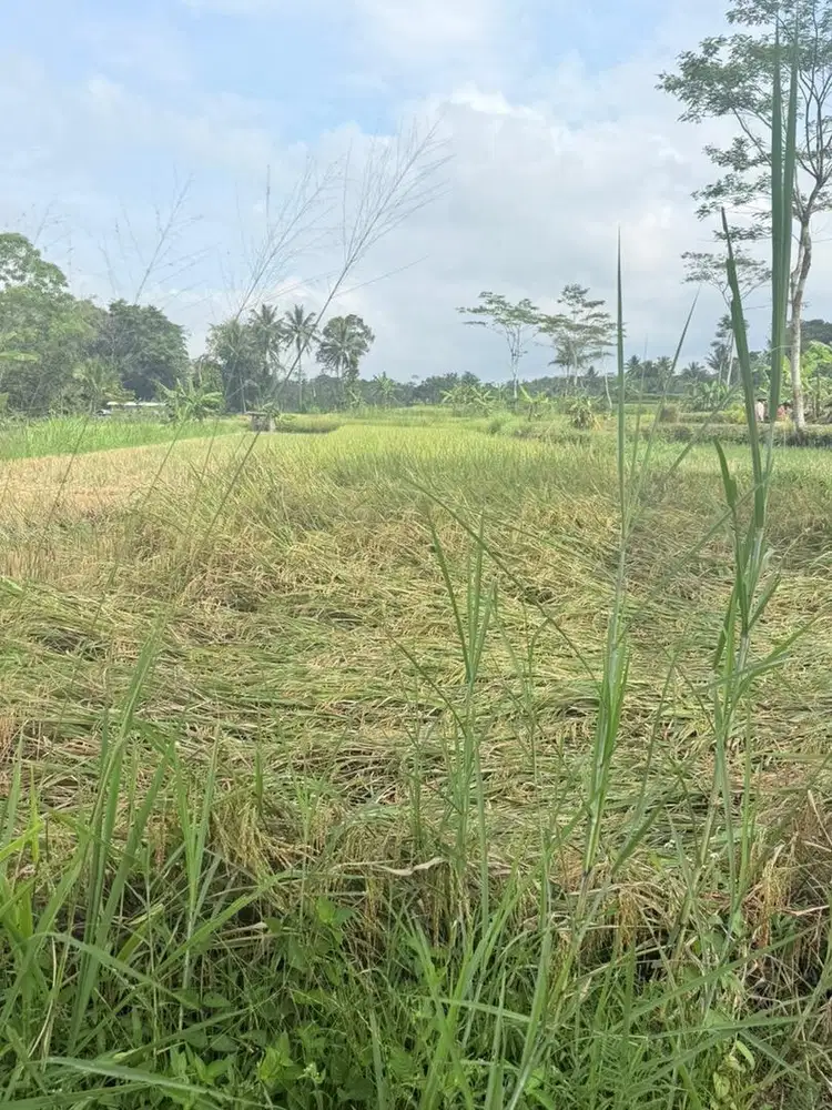 Tanah dijual cepat tanpa perantara
