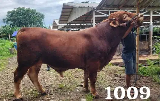 sapi jantan monster 950 kiloan siap kurban premium limosin simental