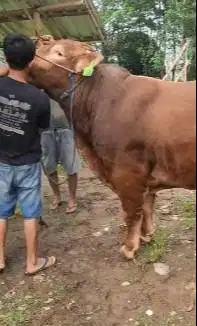 sapi jantan monster 950 kiloan siap kurban premium limosin simental