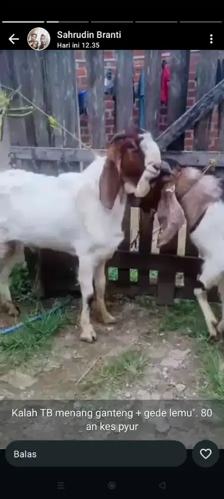 jual kambing dan domba kurban