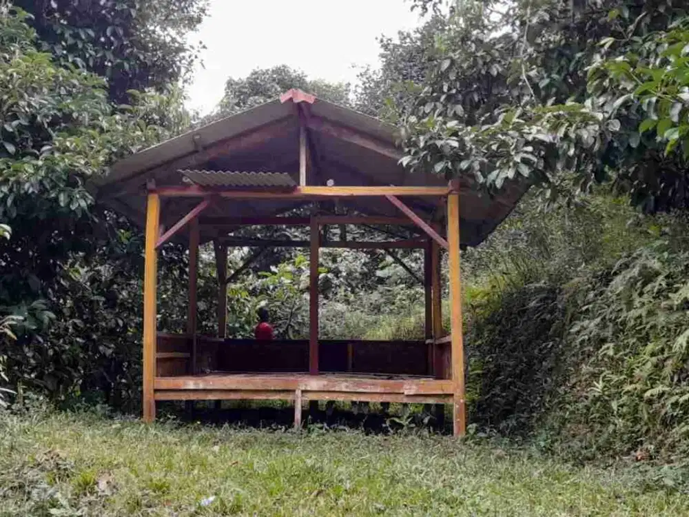 Kebun Buah Manggis Produktif