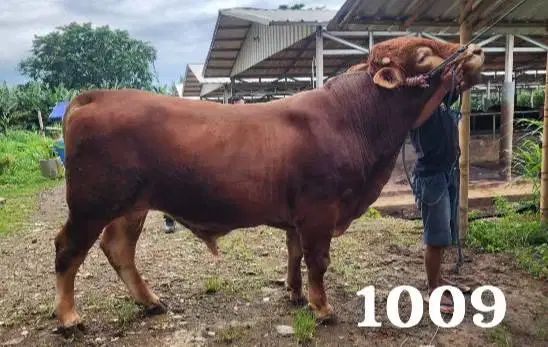 sapi raksasa 950 kiloan limosin simental pegonsiap kurban premium 2026