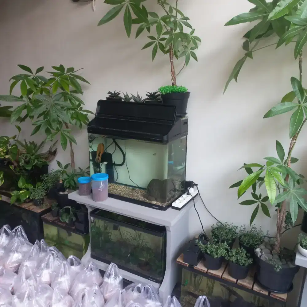 Aquarium bending merk nisso dan bahari kaca bending semua