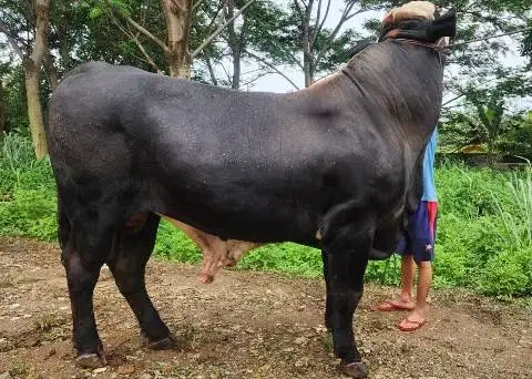 sapi jantan raksasa 950kilo limosin simental topsiap qurban premium ok