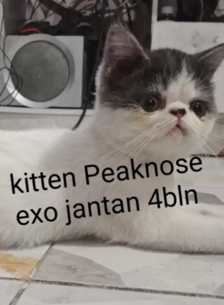 Kitten peacknose 4bln jantan