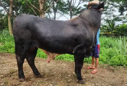 sapi qurban premium 950kiloan layak sapi kurban terbaik premium super