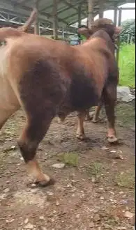 sapi qurban premium 950kiloan layak sapi kurban terbaik premium super