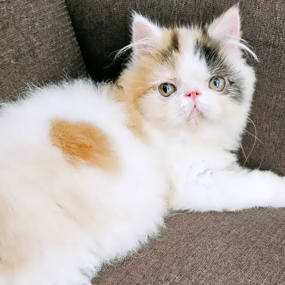 KITTEN PERSIA PUTIH LUCUU