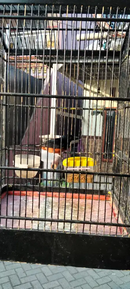 Mura Medan muda hutan