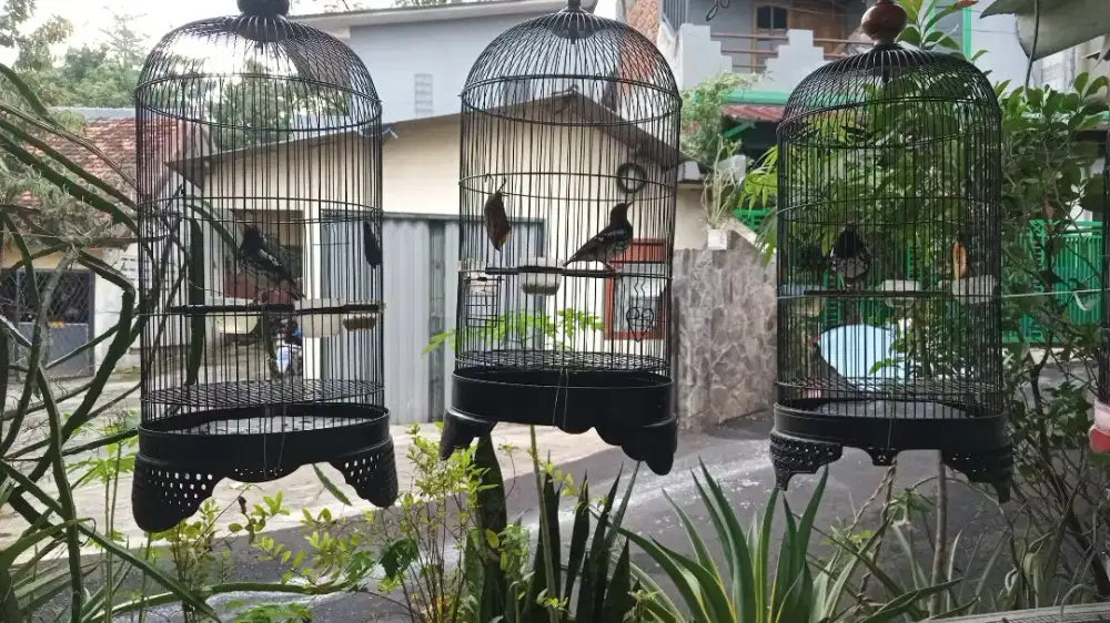 Burung anis kembang