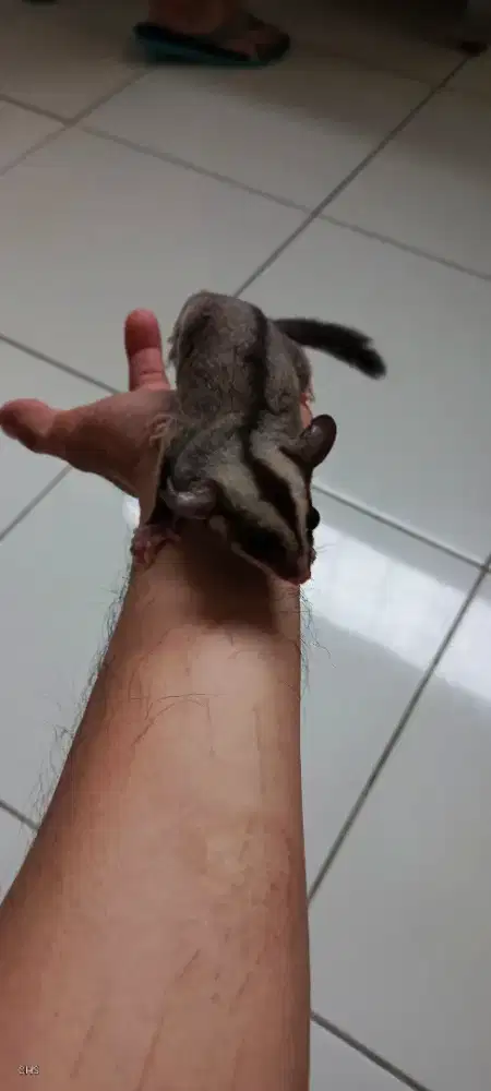 Sugar Glider Joey Classic Grey Het Leucistic
