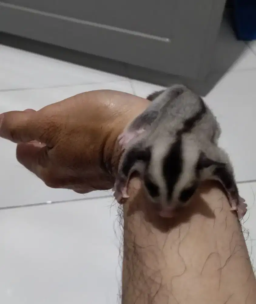 Sugar Glider Classic Grey Het Leu