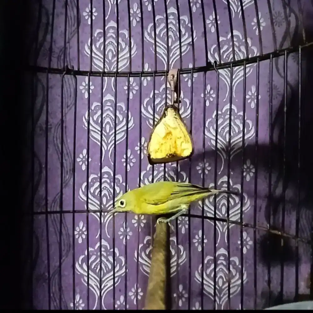 Jual burung kaca mata wiksar