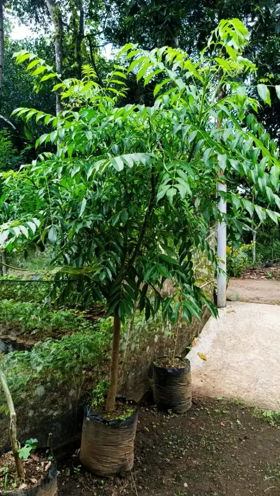 POHON BUAH KEDONDONG MINI.JAMINAN SUDAH BERBUAH ATAU BERBUNGA