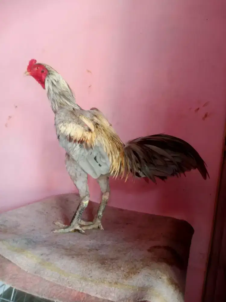 Ayam Bangkok Super Jalu