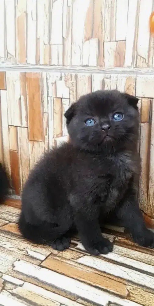 Kitten scottish fold