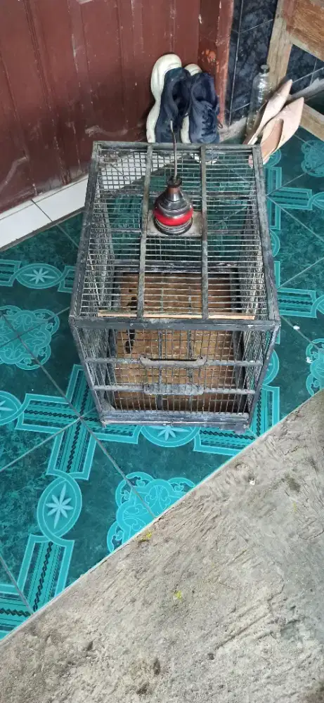 sangkar ternak kenari
