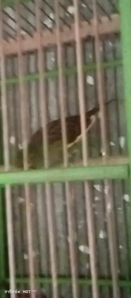 kenari jantan riwik alus