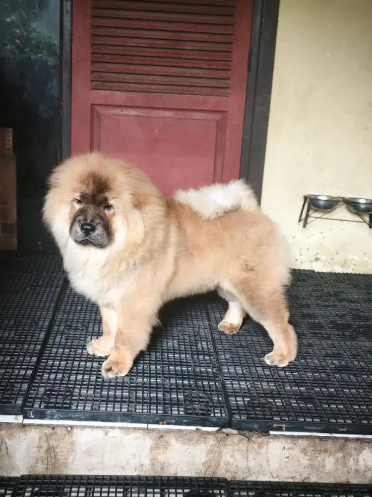 Chow-chow jantan 5 bulan