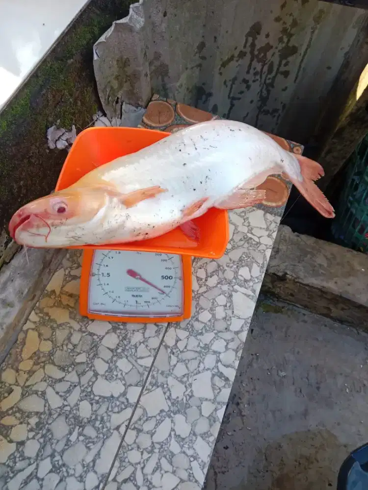 Ikan patin albino