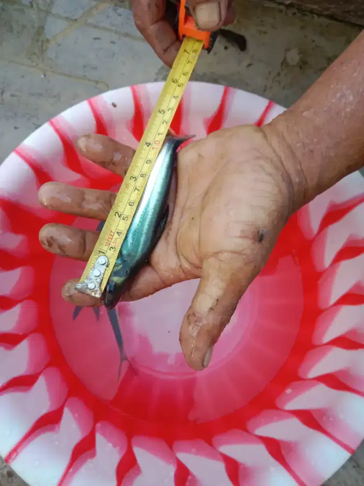 Ikan patin ukuran 10cm