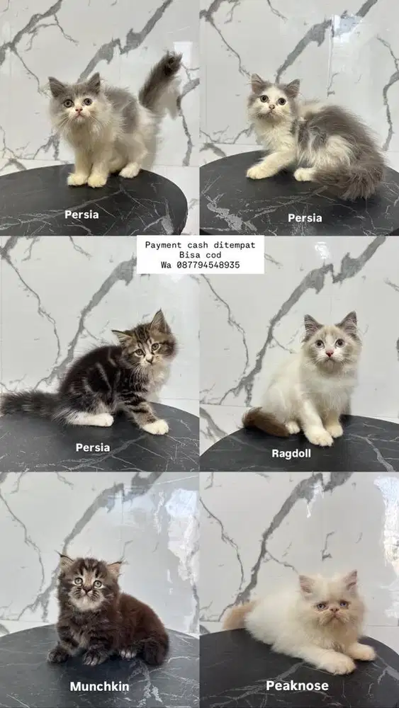 Kucing ras persia ragdoll munchkin