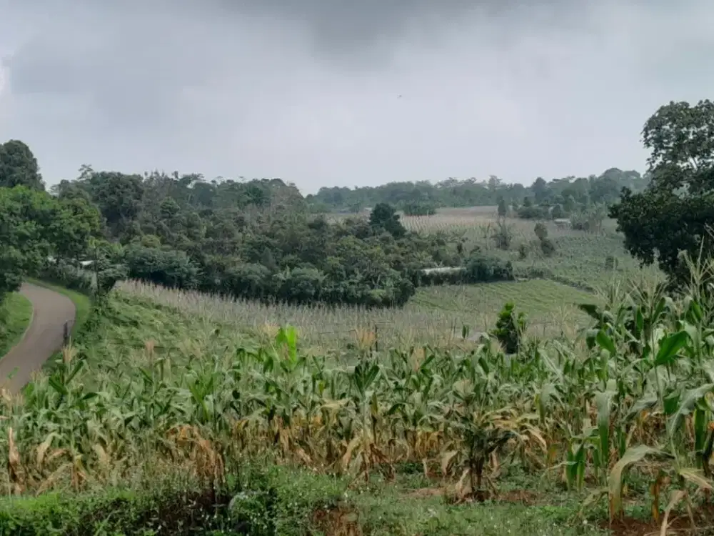 Dijual lahan kebun pinggir jala 1,6 Ha