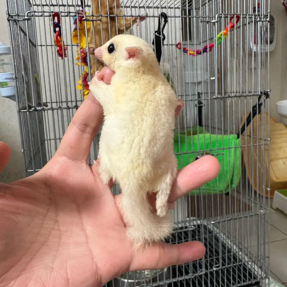 Sugar Glider Leu / Leucistic Joey Jantan