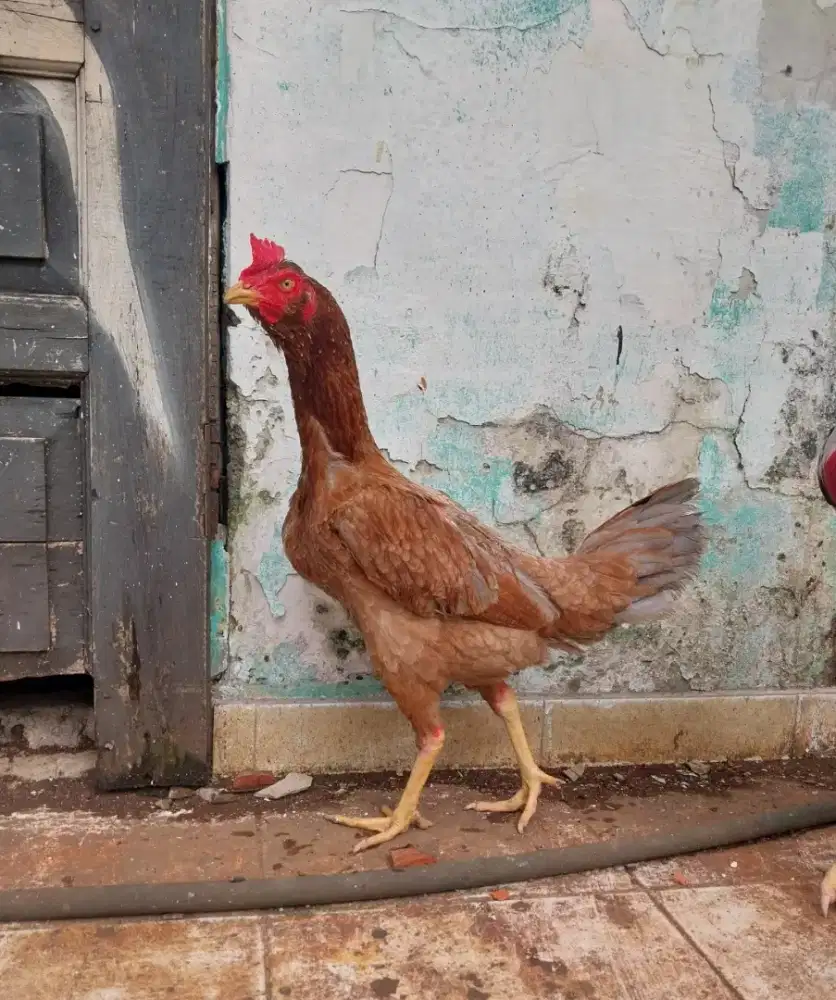 Ayam betina pama siap